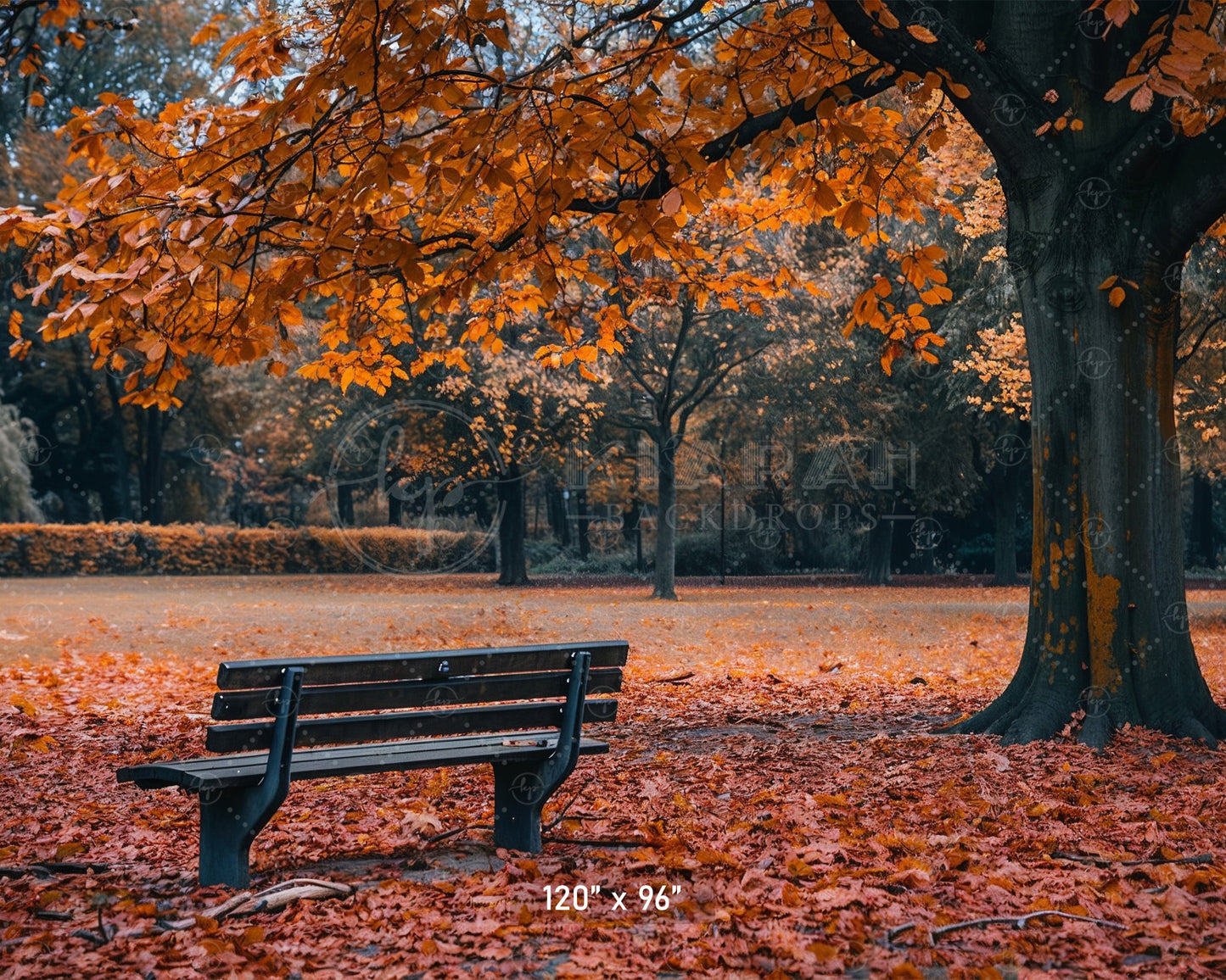 Autumn Park Bench Backdrop