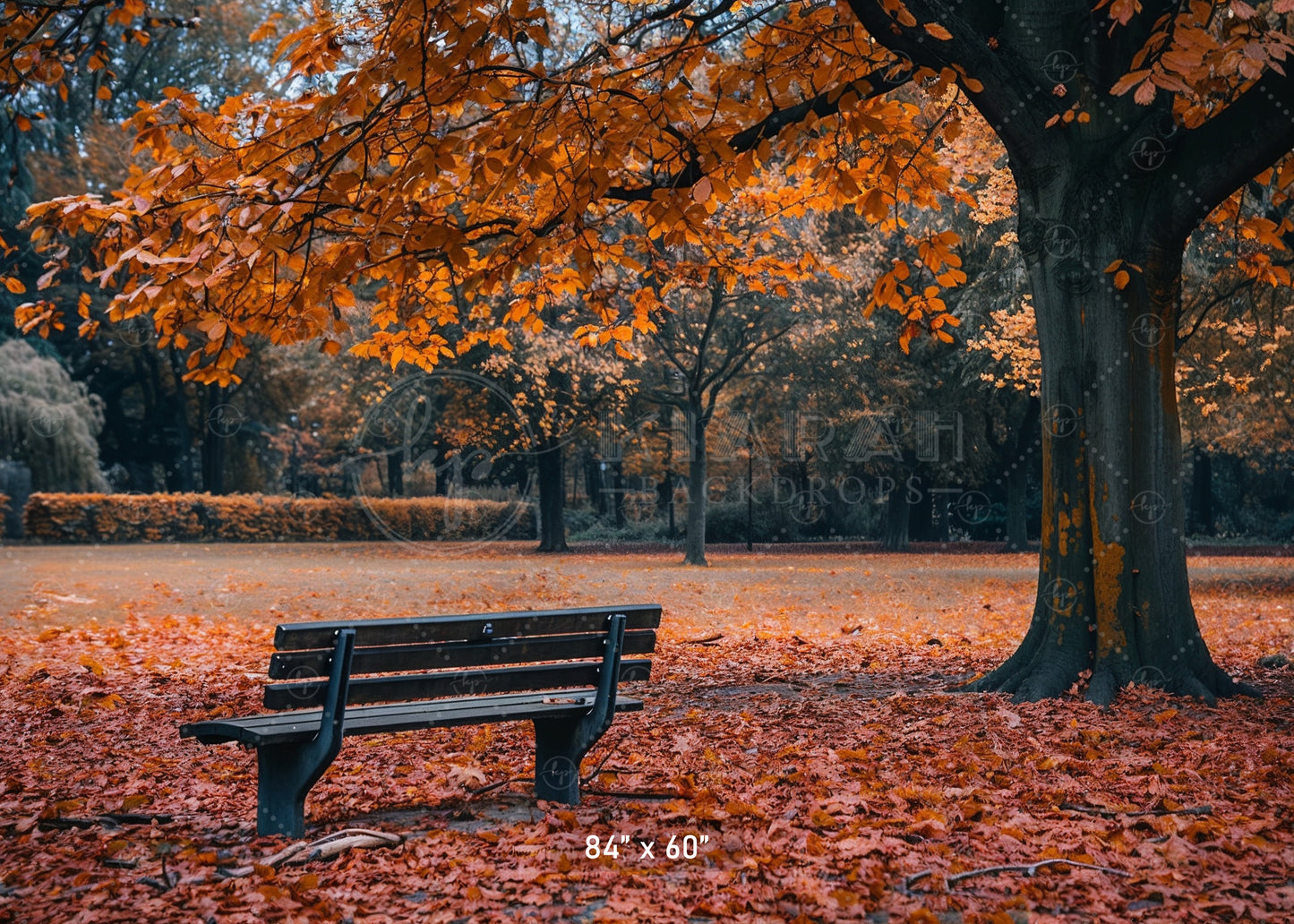 Autumn Park Bench Backdrop